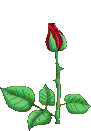 fleur pour duncan